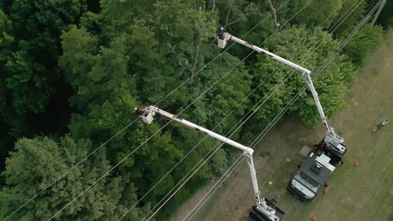 How Our Tree Care Process Works  in Westgate, FL